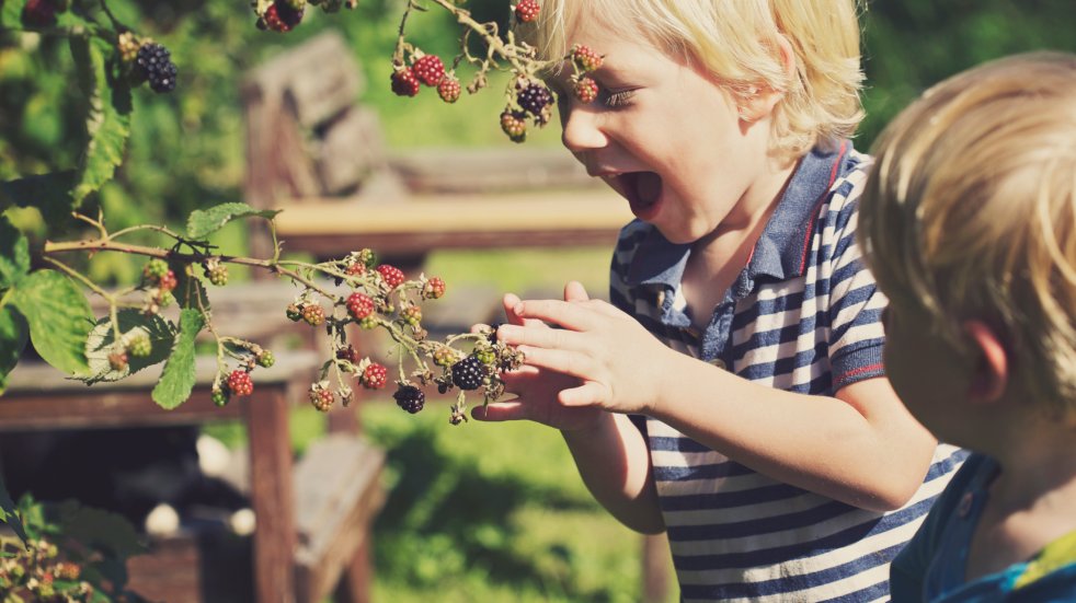 Children blackberry picking